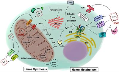 HO-1 and CD39: It Takes Two to Protect the Realm